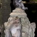 monkey_macaque_balinese_mf_ubud_v_0778_bal0791.jpg